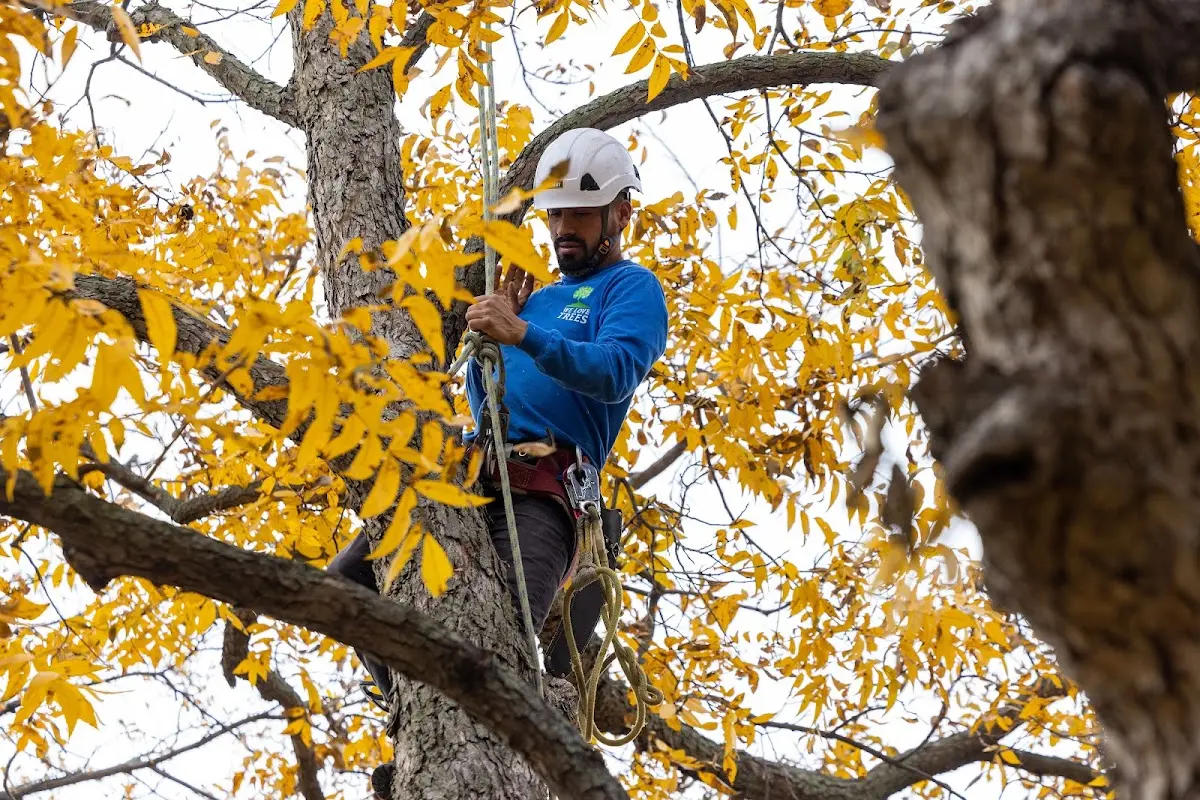 Skilled Tree Planing crew working in Ventura